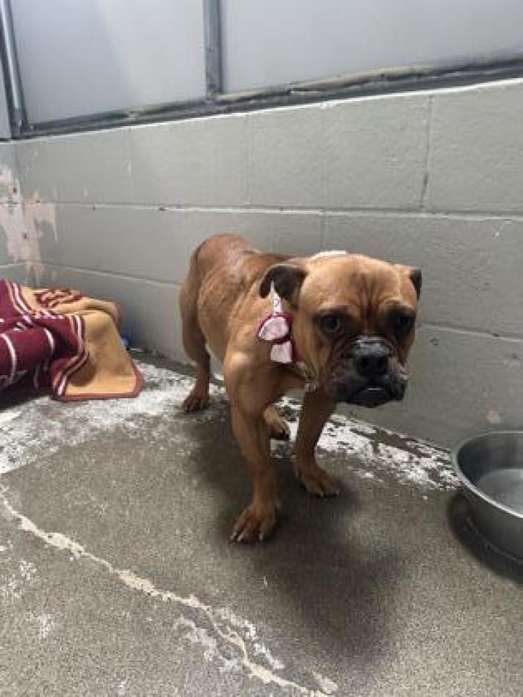 Shelter Stray Female Dog last seen Folsom, CA 95630, Sacramento, CA 95828