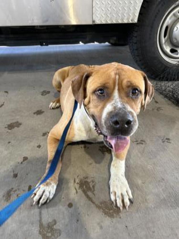 Shelter Stray Male Dog last seen ,  , Fort Worth, TX 76119