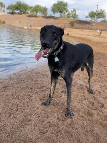 Lost Female Dog last seen Ajo way and 6th ave , Tucson, AZ 85714