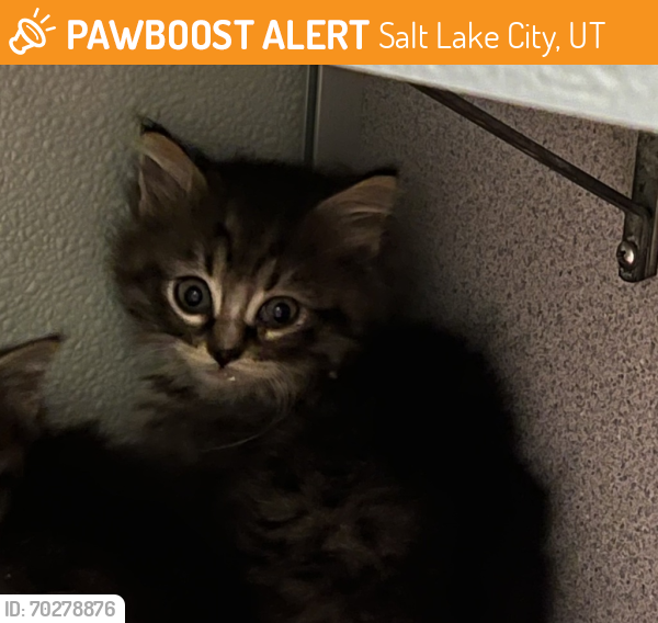 Shelter Stray Unknown Cat last seen Near E Parkway Avenue, SALT LAKE CITY, UT, 84106, Salt Lake City, UT 84123