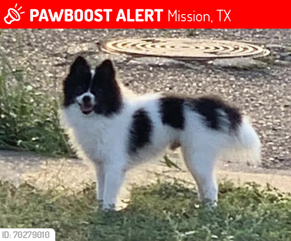 Lost Male Dog last seen Veterans High School , Mission, TX 78572