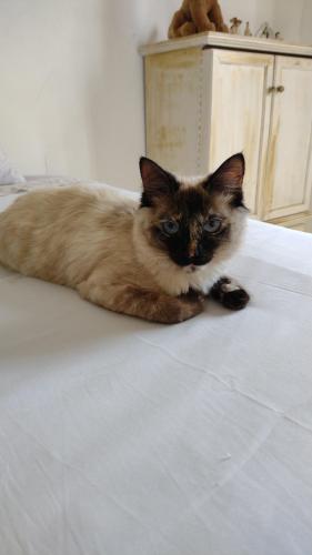 Lost Female Cat last seen Estrada do Chalet, Manilha, RJ 24855-312