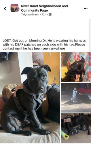 Lost Male Dog last seen Studebaker and Hastings, Amarillo, TX 79108