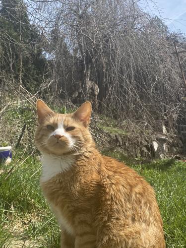Lost Male Cat last seen Greenwood and Litchfield, Spokane, WA 99205