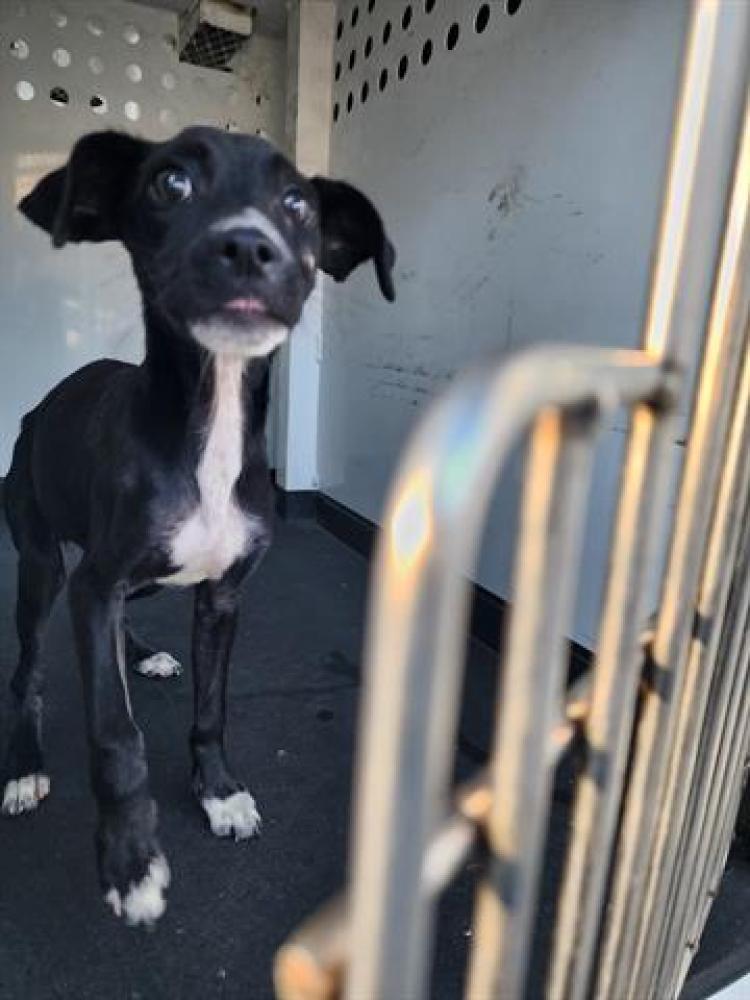 Shelter Stray Female Dog last seen Near BLOCK VERSACE AV, BAKERSFIELD,CA, Bakersfield, CA 93307