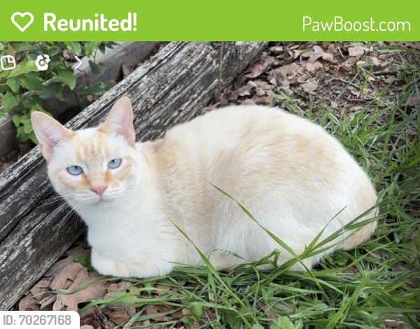Reunited Female Cat last seen Harwood and brown trail , Bedford, TX 76021