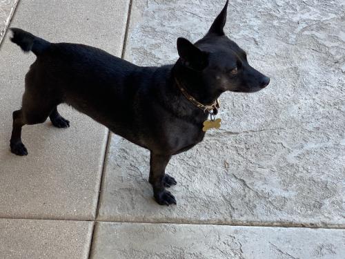 Lost Female Dog last seen Alexandra Dr. at Hudson Ave, Corona, CA 92881