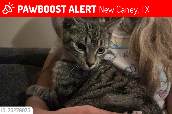 Lost Female Cat last seen McCluskey, Penny, New Caney, TX 77357