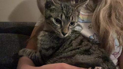 Lost Female Cat last seen McCluskey, Penny, New Caney, TX 77357
