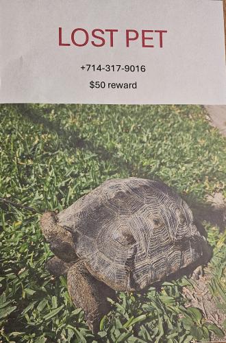 Lost Male Reptile last seen McFadden between Euclid and Brookhurst , Garden Grove, CA 92842