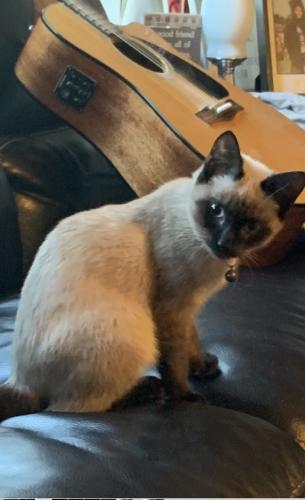 Lost Female Cat last seen Collier rd near Tully Rd, San Joaquin County, CA 95220