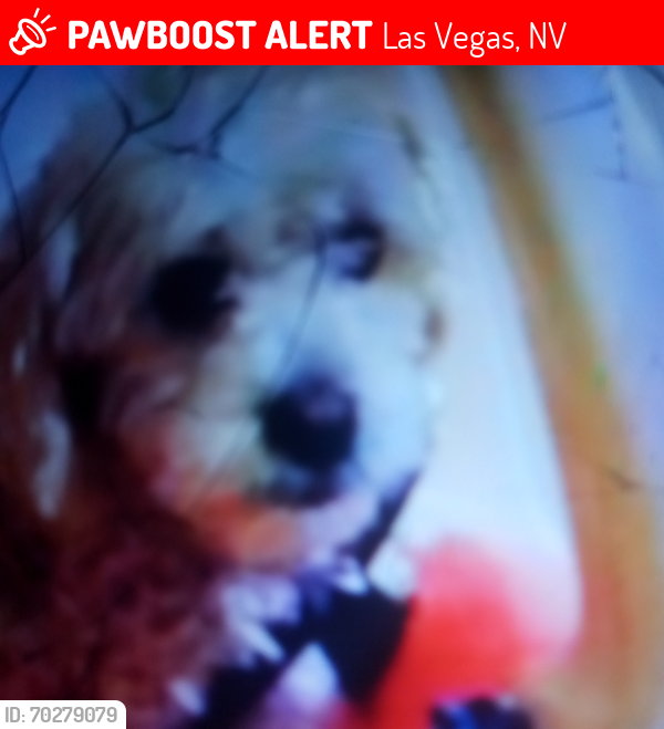 Lost Male Dog last seen Industrial Road , Las Vegas, NV 89104