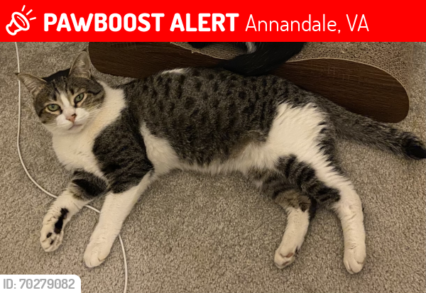Lost Male Cat last seen Commons Drive by Hmart, Annandale, Annandale, VA 22003