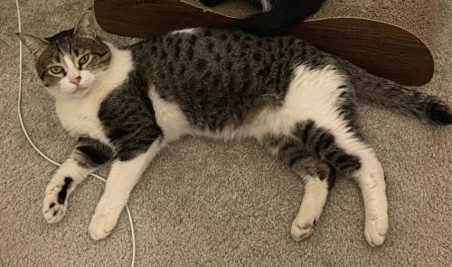 Lost Male Cat last seen Commons Drive by Hmart, Annandale, Annandale, VA 22003