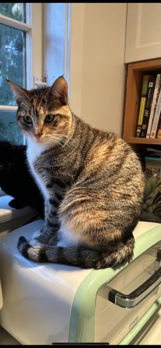 Lost Female Cat last seen East 6th Avenue and Victoria Drive , Vancouver, BC V5N 1P4