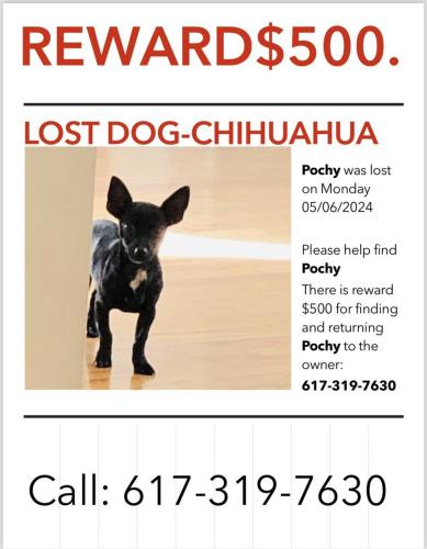Lost Male Dog last seen Admiral park Chelsea , Chelsea, MA 02150