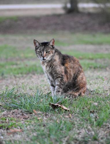 Lost Female Cat last seen Jonas Circle, Chesnee, SC, Spartanburg County, SC 29323