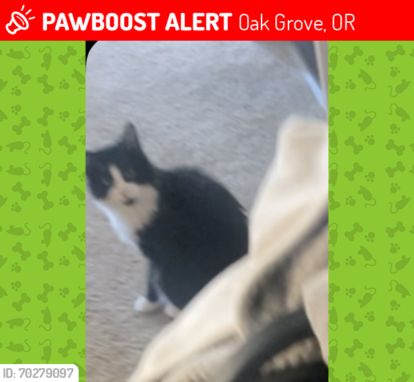 Lost Female Cat last seen Maple street and Lee street, Oak Grove, OR 97267