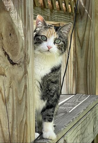 Lost Female Cat last seen Carroll Lane - Bevil Oaks, Beaumont, TX 77713