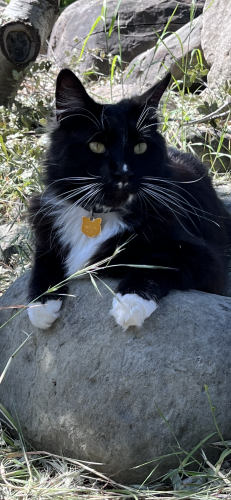 Lost Male Cat last seen Victoria , Ventura, CA 93003