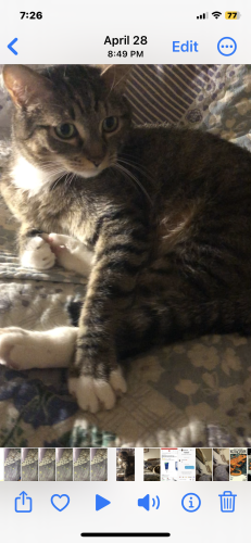 Lost Male Cat last seen Warm Springs and Racetrack, Henderson, NV 89015