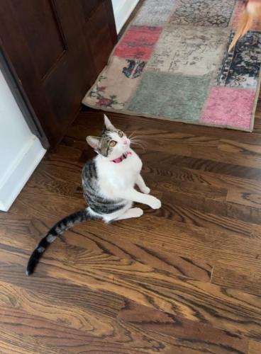 Lost Female Cat last seen SE 45th Ave and Harold , Portland, OR 97206
