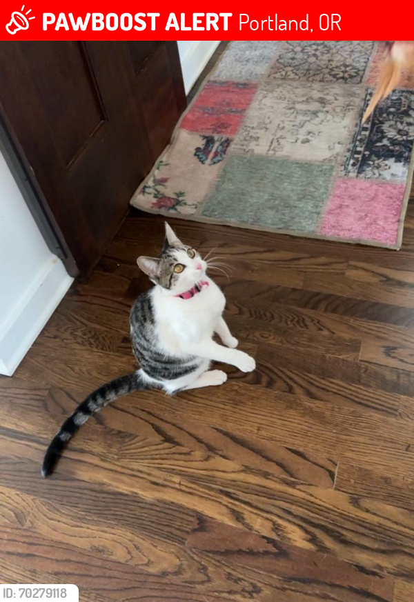 Lost Female Cat last seen SE 45th Ave and Harold , Portland, OR 97206