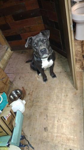 Lost Male Dog last seen Hwy 101 and martins lake, Gray Court, SC 29645