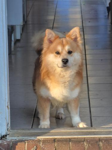 Lost Male Dog last seen Roswell Commons/Mansell Rd , Roswell, GA 30076