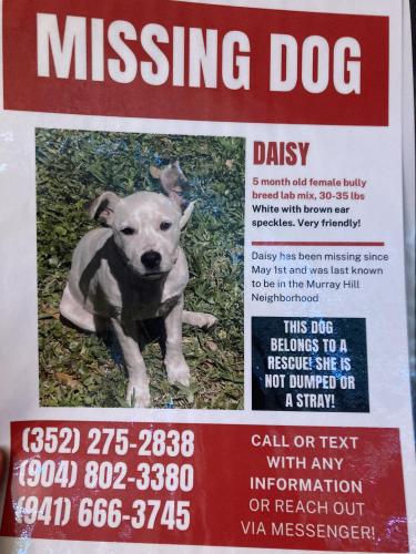 Lost Female Dog last seen Cassat and Normandy Murray Hill, Jacksonville, FL 32205