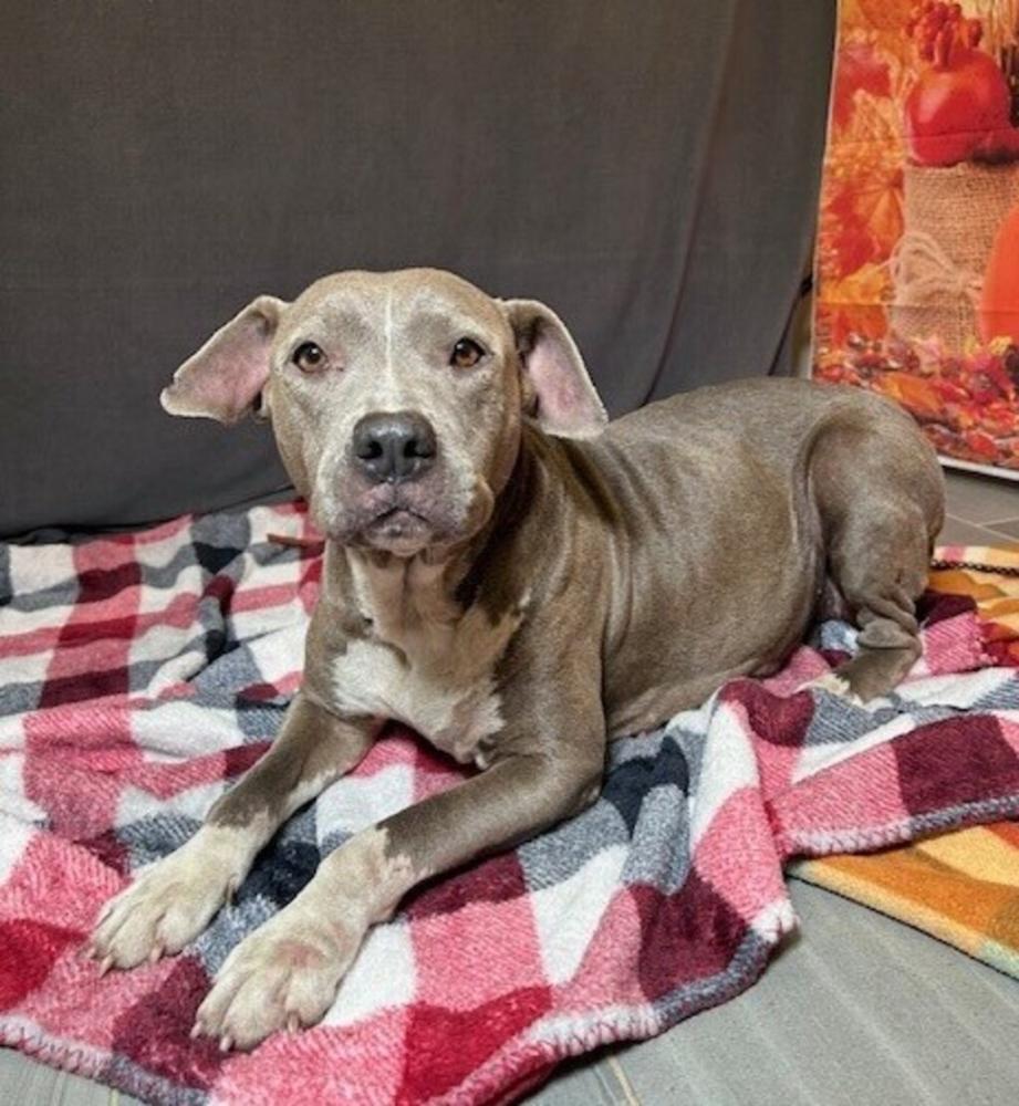 Shelter Stray Female Dog last seen Near N Sterling Street, LAFAYETTE, LA, 70501, Lafayette, LA 70507