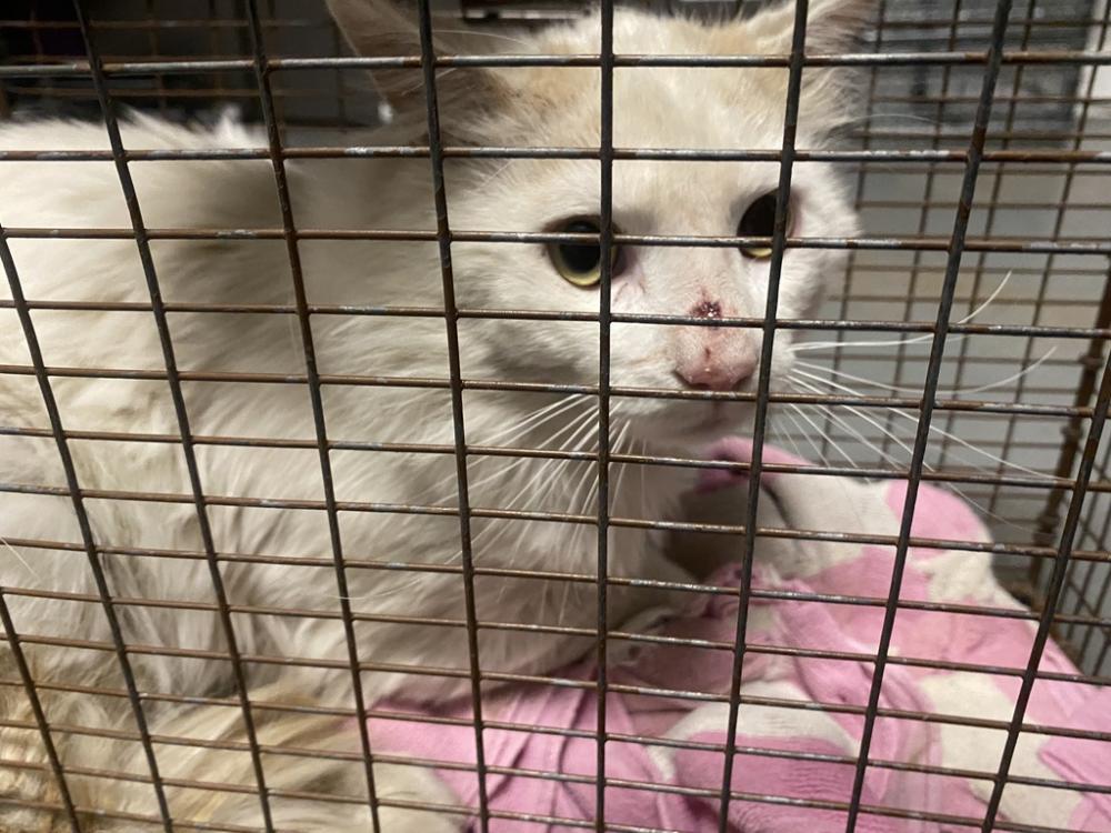 Shelter Stray Unknown Cat last seen Near W 400 N, SALT LAKE CITY, UT, 84116, Salt Lake City, UT 84123