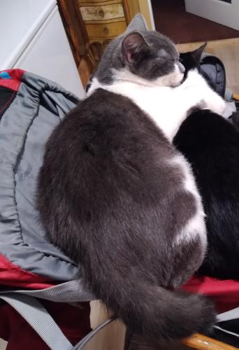 Lost Male Cat last seen Near Cat and Fiddle., Port Coquitlam, BC V3C