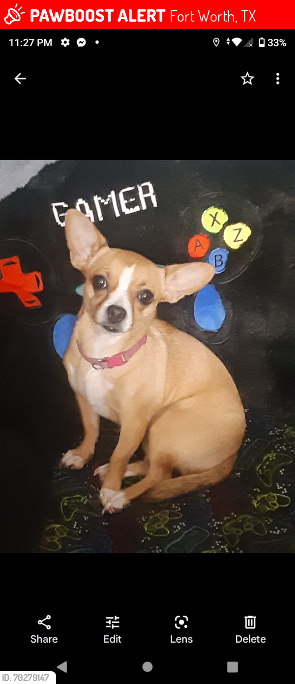 Lost Female Dog last seen Earle and Nadine haltom city, Fort Worth, TX 76117