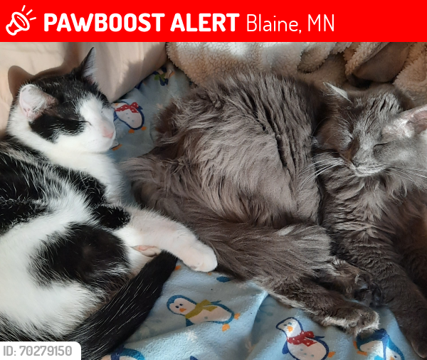 Lost Male Cat last seen 109th and central, near the old Beebops , Blaine, MN 55434