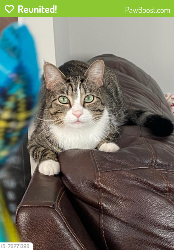 Reunited Male Cat last seen Summerdale Ave and Washington street, Chicago, IL 60656