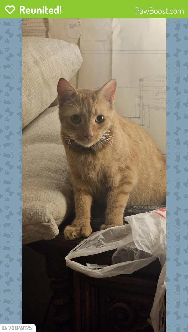Reunited Male Cat last seen west 3 Ave and east collins, Umatilla, FL 32784