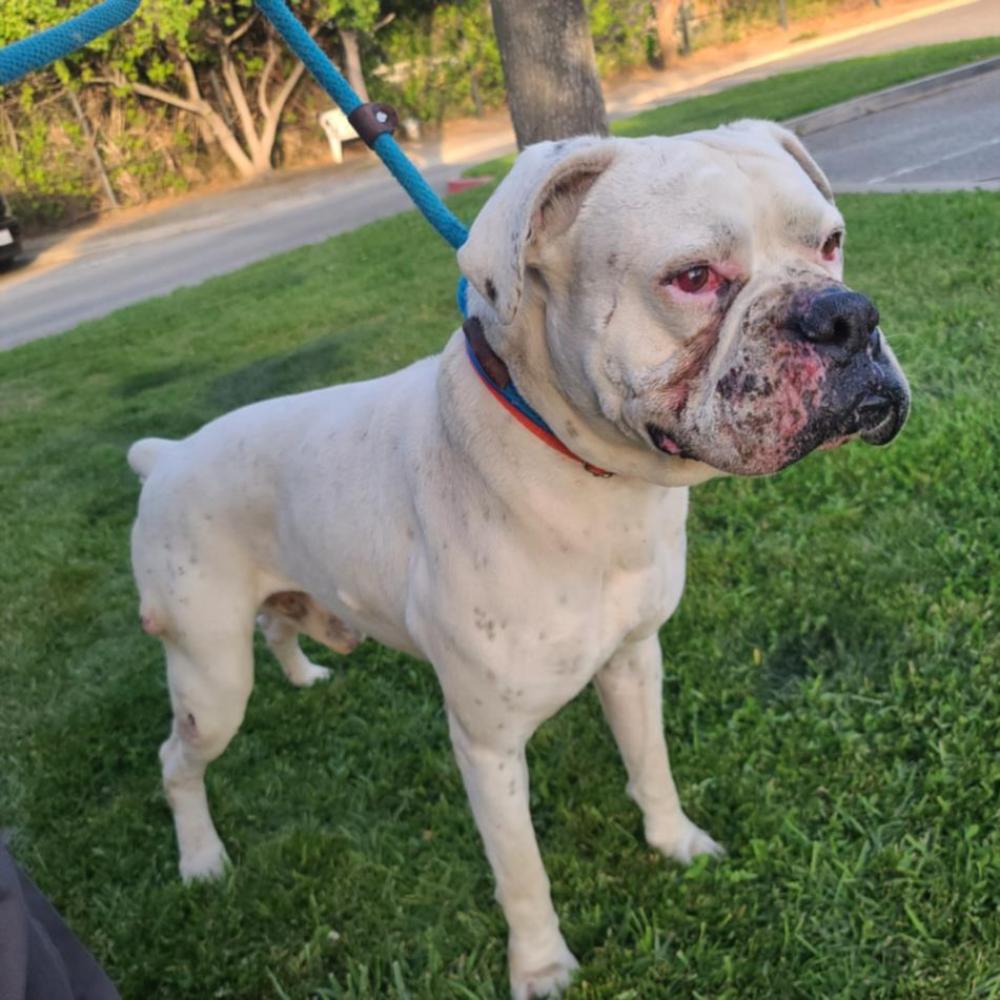 Shelter Stray Male Dog last seen Near BLK BEECHLEY AVE, LONG BEACH 90805, Long Beach, CA 90815