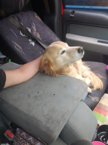 Lost Male Dog last seen North lakeside dr around Osceola lake, Hendersonville, NC 28739