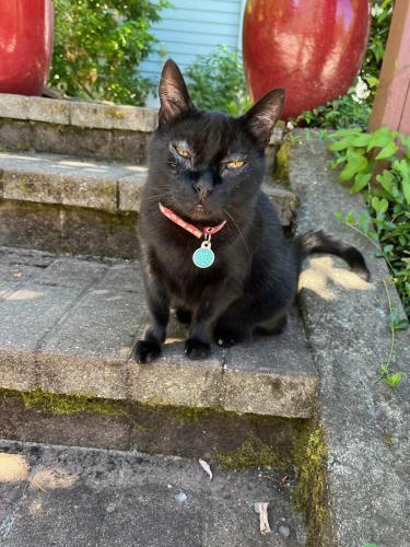 Lost Female Cat last seen Kirkland West of Market. 10th Street W. between 18th Ave. W. and 20th Ave. W., Kirkland, WA 98033
