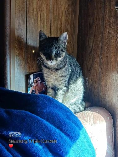 Lost Female Cat last seen 97th st and Hall Blvd, Tigard, OR 97223