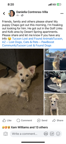 Lost Male Dog last seen Golflinks, in between kolb and wilmot , Tucson, AZ 85730