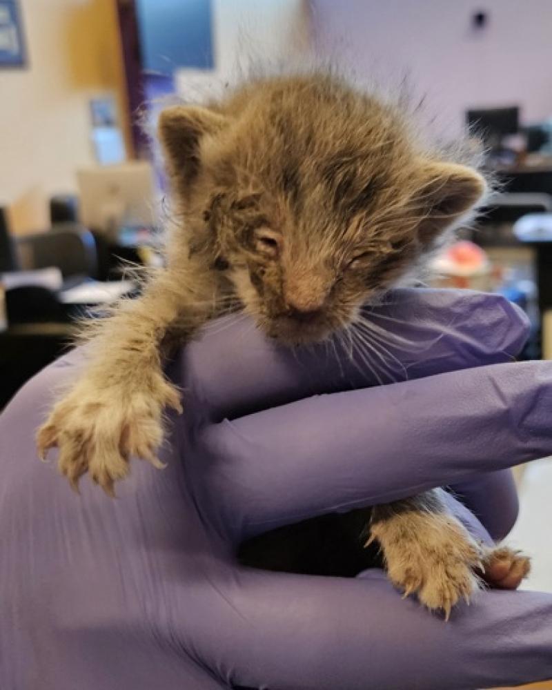 Shelter Stray Male Cat last seen El Paso, TX 79925, Fort Bliss, TX 79906