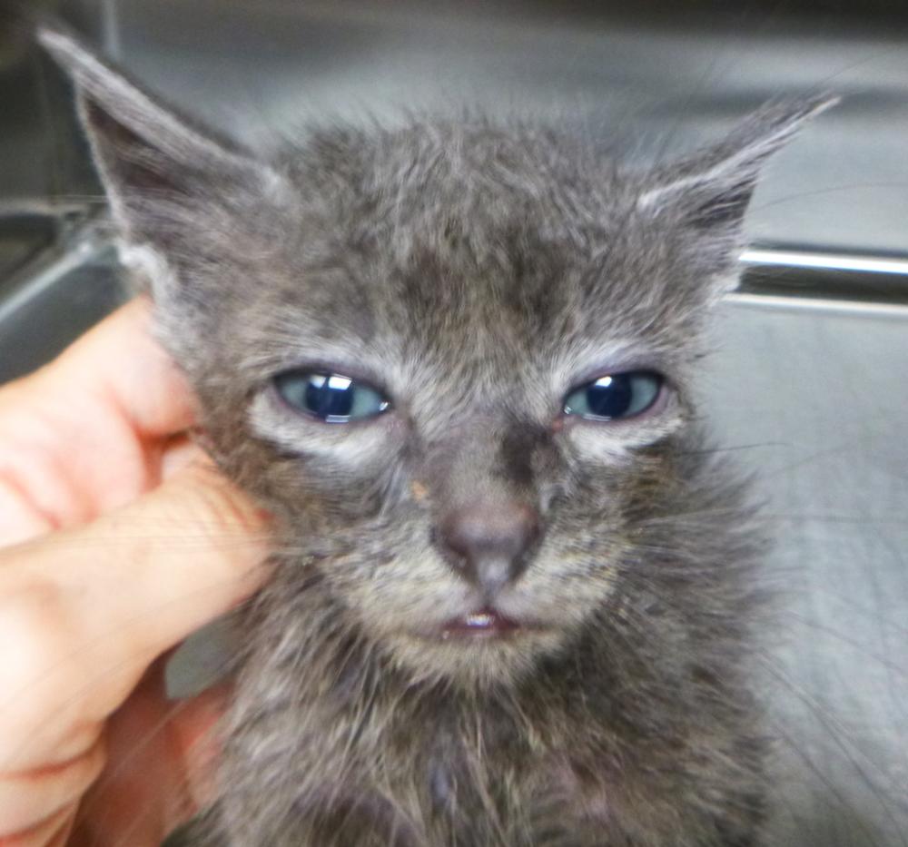Shelter Stray Female Cat last seen Near W Pont Des Mouton Road, LAFAYETTE, LA, 70507, Lafayette, LA 70507