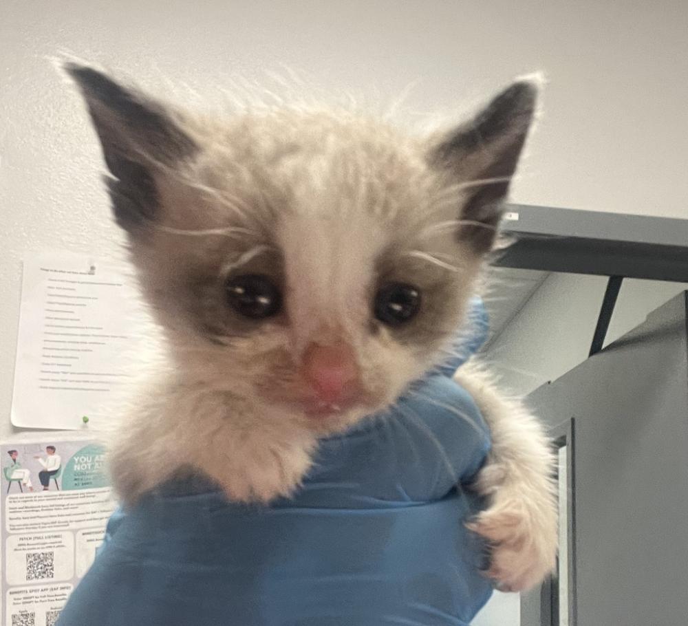 Shelter Stray Male Cat last seen Near Marine View Avenue, San Diego, CA, 92113, San Diego, CA 92110