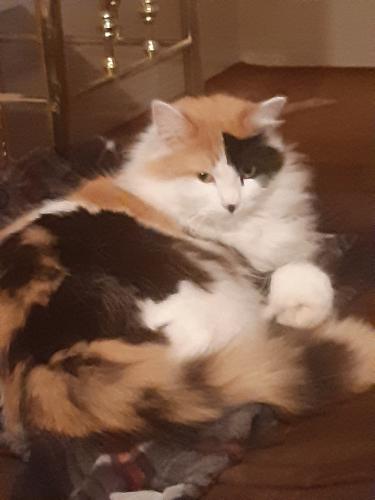 Lost Female Cat last seen Benton and Hyde Streets, Council Bluffs, IA 51503