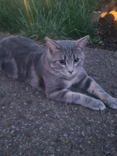 Found/Stray Male Cat last seen Riverside Green Drive near school, Dublin, OH 43017