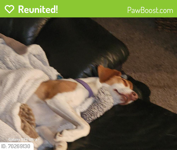 Reunited Female Dog last seen 30th and dean , East DES Moines, Des Moines, IA 50317