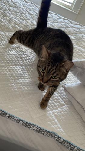 Lost Female Cat last seen Highway 64, Plymouth, NC 27962