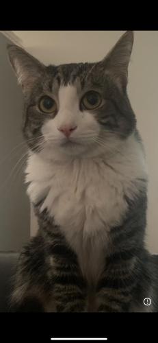 Lost Male Cat last seen Near courtney middle school and whitney library, Las Vegas, NV 89122